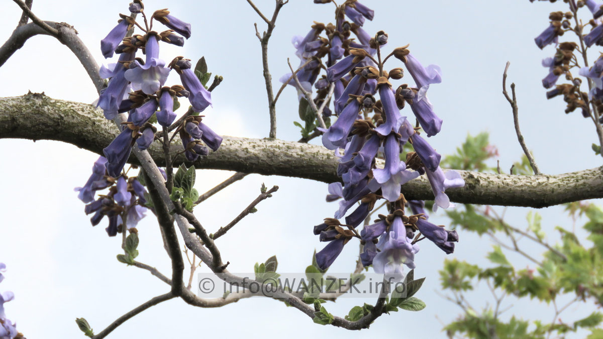 Paulownia tomentosa 010 Blueten nah.JPG